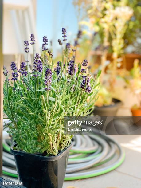 4,512 Lavender Decor Stock Photos, High-Res Pictures, and Images - Getty  Images