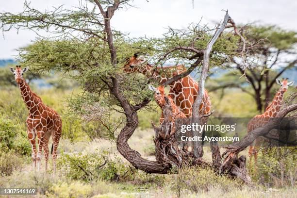 reticulated giraffe family grazing at wild with giraffe calfs - umbrella thorn acacia tree stock pictures, royalty-free photos & images