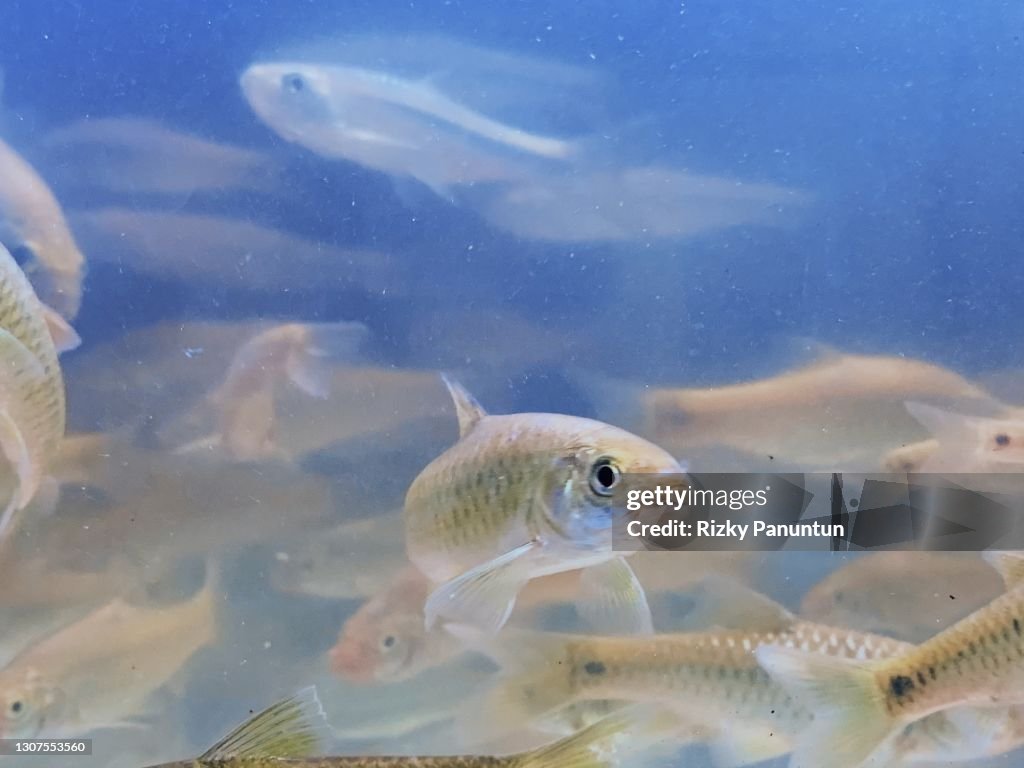 Group Of River Fish