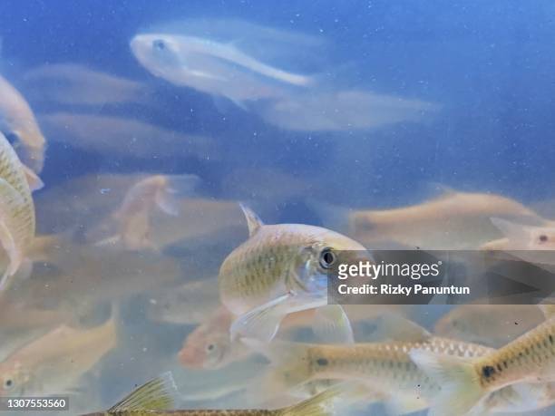 group of river fish - sea trout stock pictures, royalty-free photos & images