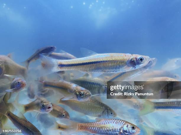 574 Minnow Fish Stock Photos, High-Res Pictures, and Images - Getty Images