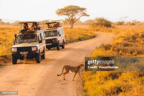 toeristen die cheeta bekijken die de weg kruisen tijdens de safari road trip in serengeti national park, tanzania - safari stockfoto's en -beelden