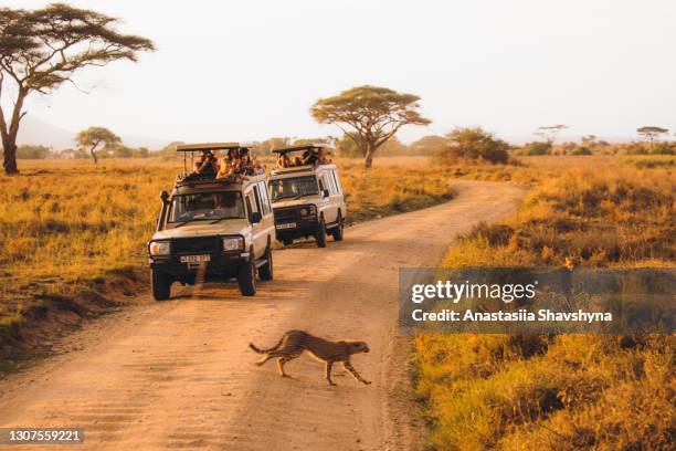 tourists looking at cheetah crossing the road during the safari road trip in serengeti national park, tanzania - serengeti national park stock pictures, royalty-free photos & images