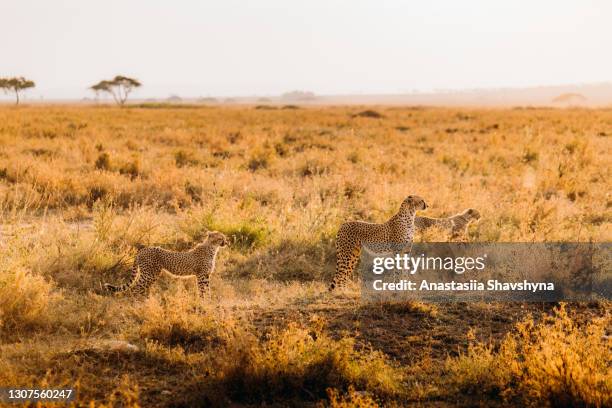 toneel mening van familie van jachtluipaarden die tijdens heldere zonsondergang in afrikaanse savanne lopen - afrikaans jachtluipaard stockfoto's en -beelden