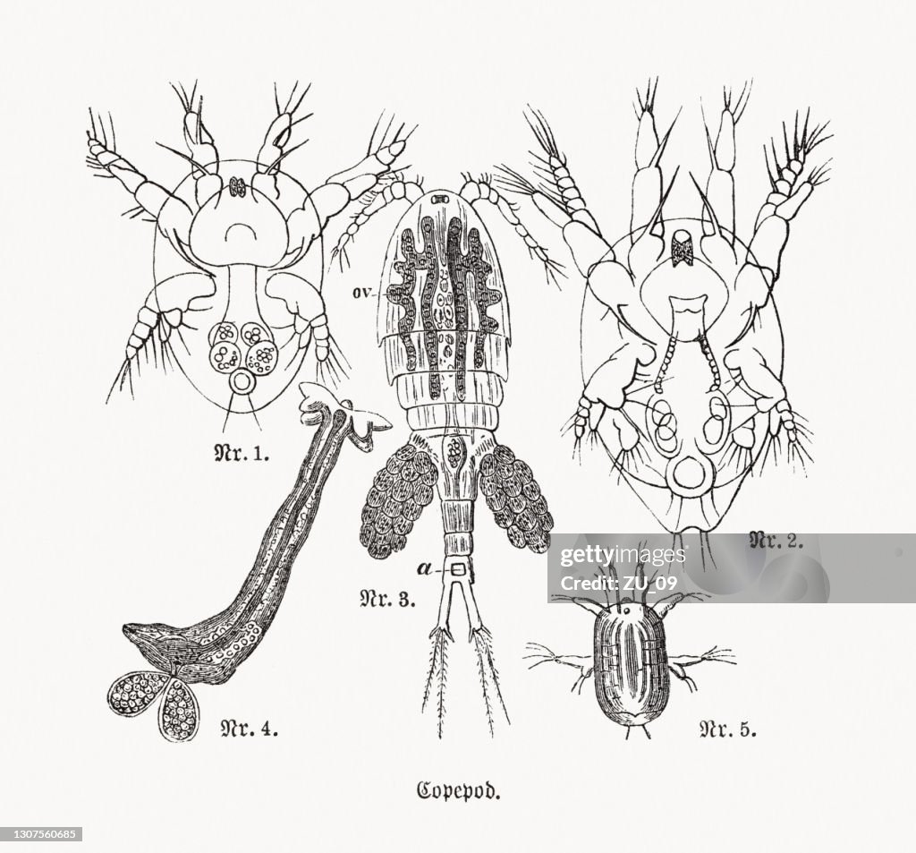 Copepods, wood engravings, published in 1893