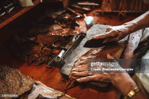 zigarrenblatt-schneidverfahren in der manufaktur, kuba - cigar stock-fotos und bilder