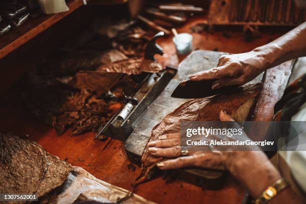 cigar leaf cutting process in manufacture shop, cuba - nicotine stock pictures, royalty-free photos & images