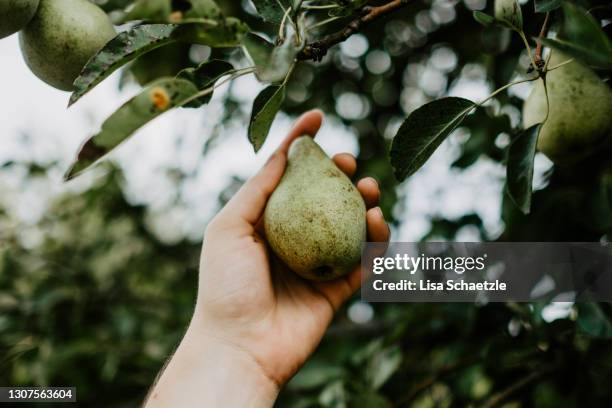 williams christ pears grow on the tree - tree farm stockfoto's en -beelden