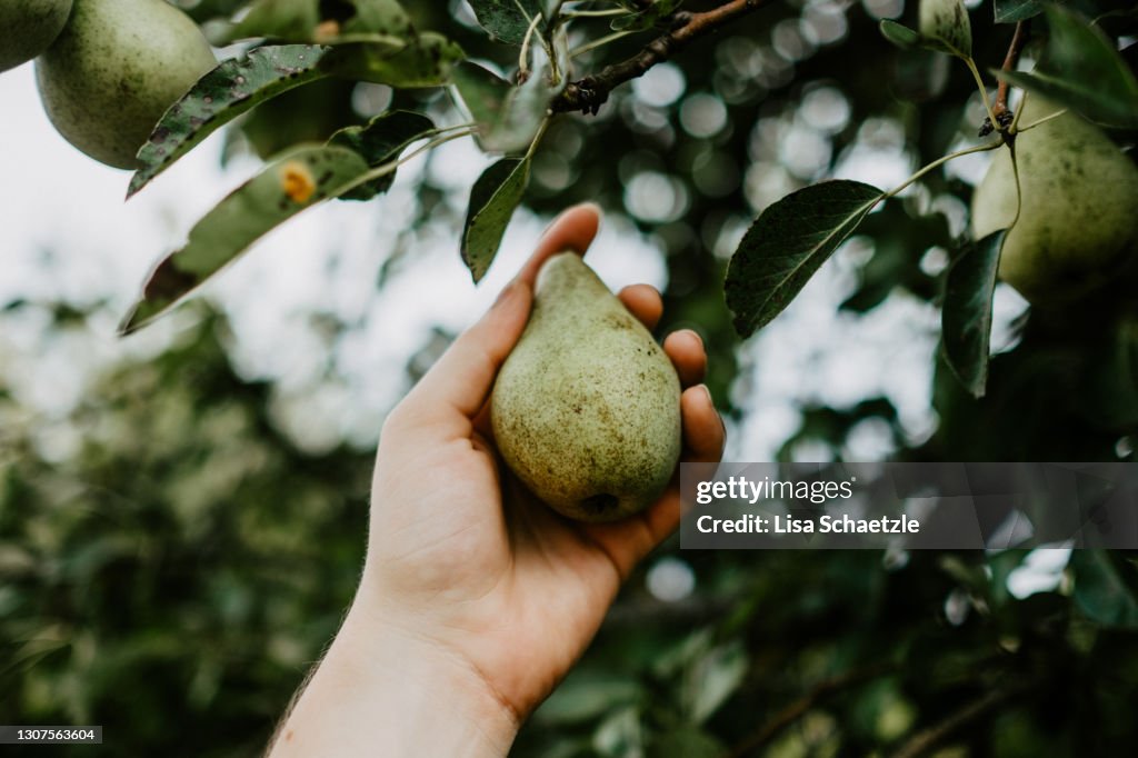 Williams Christ pears grow on the tree