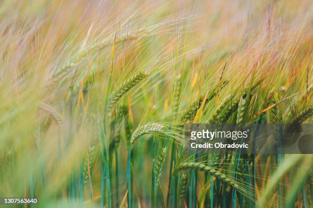 campos de trigo verde - rye grain fotografías e imágenes de stock