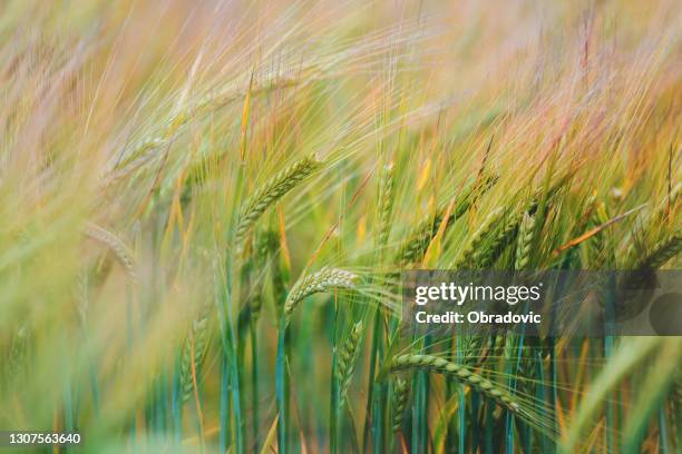 campi di grano verde - cereal plant foto e immagini stock