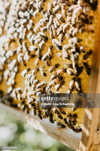 man takes care of his bees - beekeeper tending hives stock pictures, royalty-free photos & images