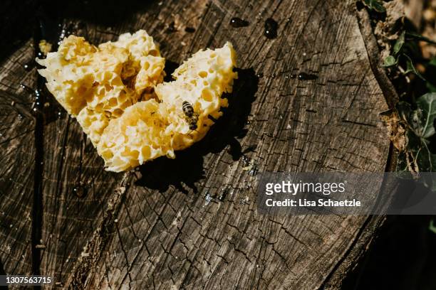 bees on a fresh honeycomb - beeswax stock pictures, royalty-free photos & images