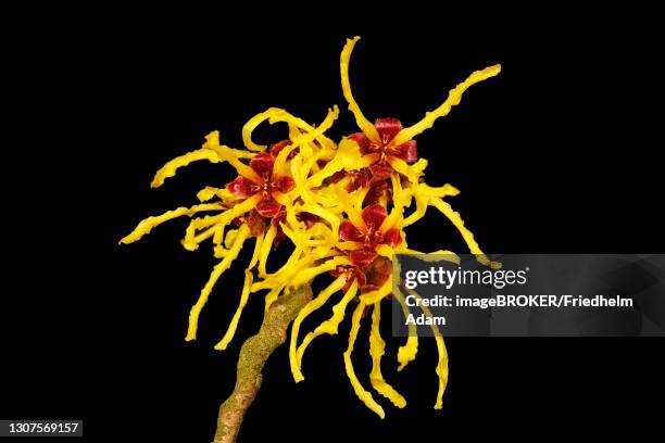flowering witch hazel (hamamelis intermedia), early bloomer, north rhine-westphalia, germany - hamamelis intermedia stock pictures, royalty-free photos & images
