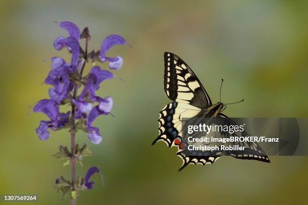 swallowtail (papilio machaon) in flight next to meadow sage, thuringia, germany - old world swallowtail stock pictures, royalty-free photos & images