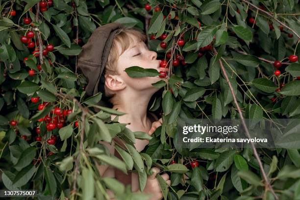 a boy eats a plucked cherry berry from a tree. - cherry blossom tree stock-fotos und bilder