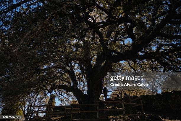 Man in front of the thousand year old holm oak in Lecina on March 16, 2021 in Lecina, Spain. The European Tree of the Year 2021 has been awarded to a...