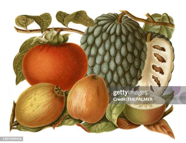tropical fruits lithography 1897 - chrysophyllum cainito stock illustrations