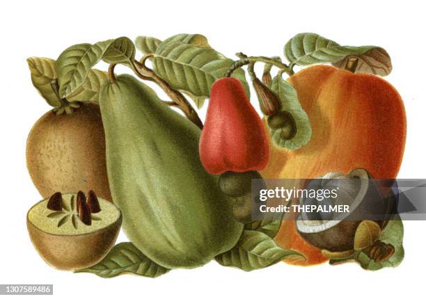 tropical fruits lithography 1897 - chrysophyllum cainito stock illustrations