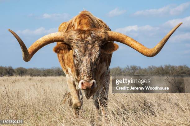 texas longhorn - horned stockfoto's en -beelden