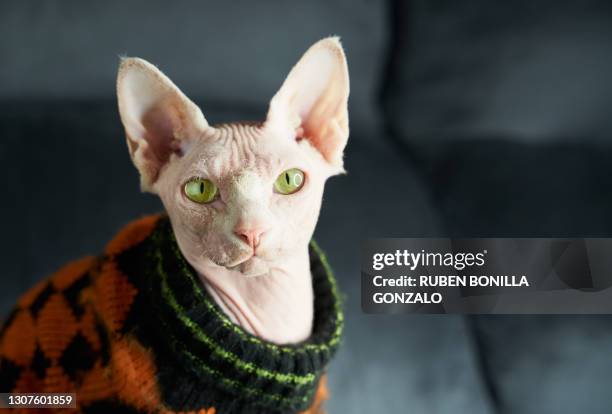 portrait of sphynx hairless cat wearing square coat on sofa - sphynx hairless cat stock pictures, royalty-free photos & images