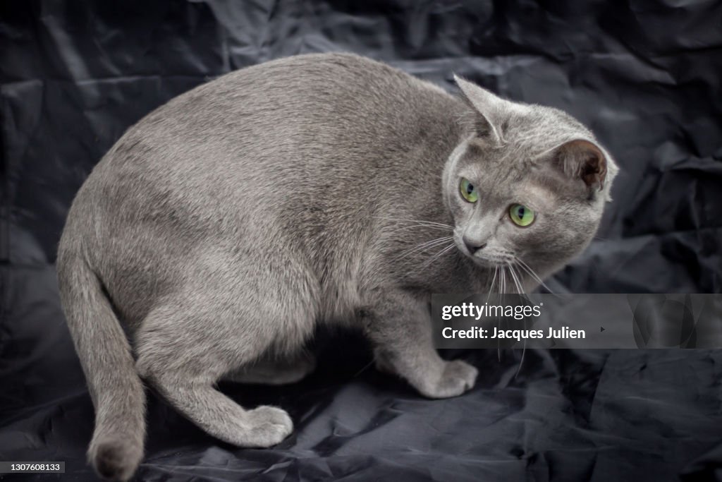 Korat cat on black background