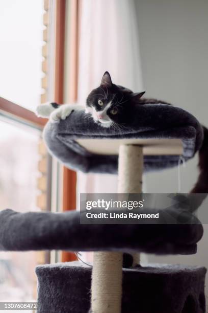 domestic cat lying down on a cat tree - cat lying down stock pictures, royalty-free photos & images