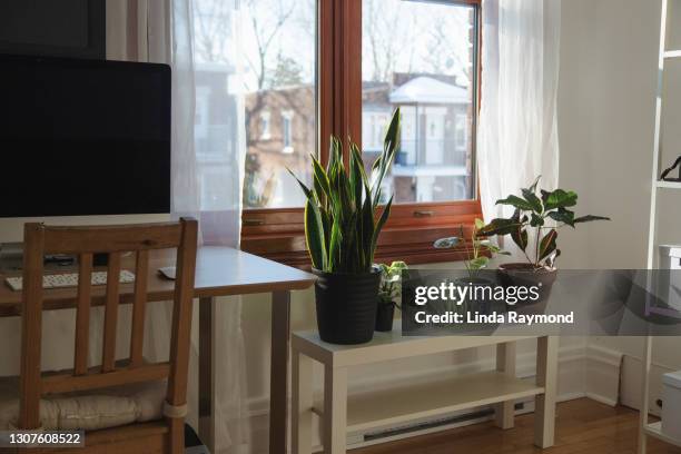 home office - sansevieria stock pictures, royalty-free photos & images