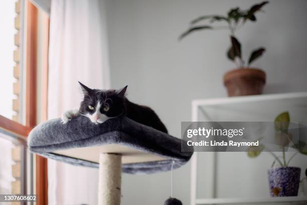 domestic cat lying down on a cat tree - cat lying down stock pictures, royalty-free photos & images