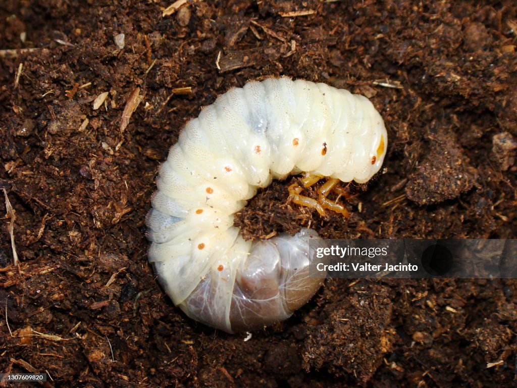 Rhinoceros Beetle larva (Oryctes nasicornis)