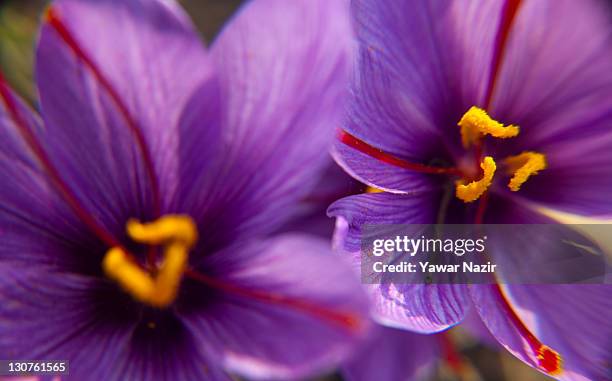 Crocus stigma of a saffron flowers shines in the sun on October 29, 2011 in Pampore, 20 km south of Srinagar the summer capital of Indian...