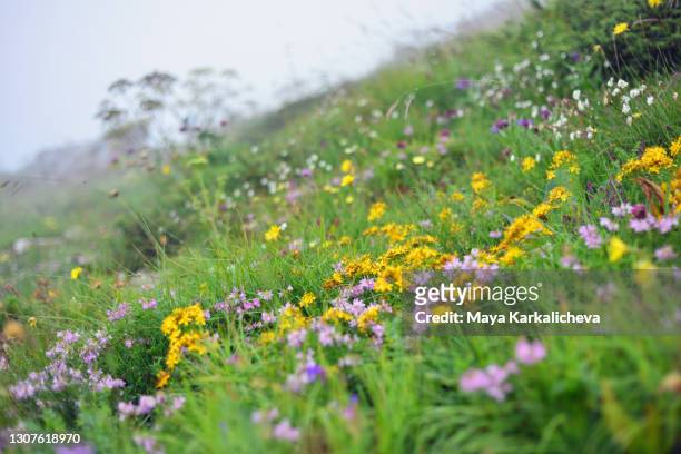 summer meadow with wildflowers - johanniskraut stock-fotos und bilder