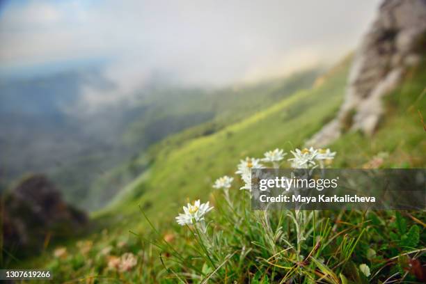 edelweiss flower in mountain - edelweiss stock pictures, royalty-free photos & images
