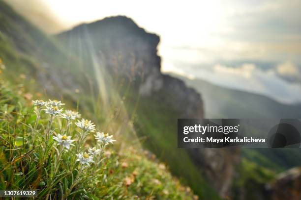 summer view with edelweiss flowers in a mountain meadow - bedrohte tierart stock-fotos und bilder