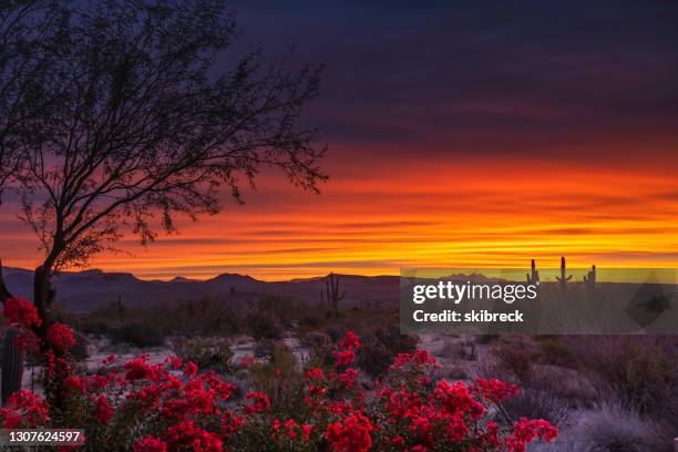 het landschap van de woestijn in het nationale bos tonto bij zonsopgang - arizona stockfoto's en -beelden
