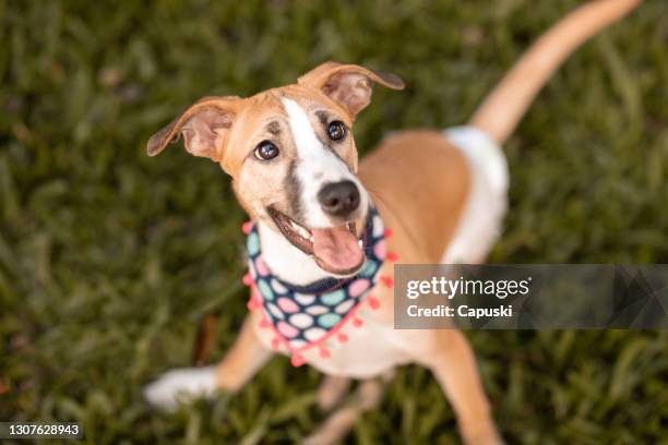 retrato de cachorro feliz usando fralda brincando na grama - bandana - fotografias e filmes do acervo