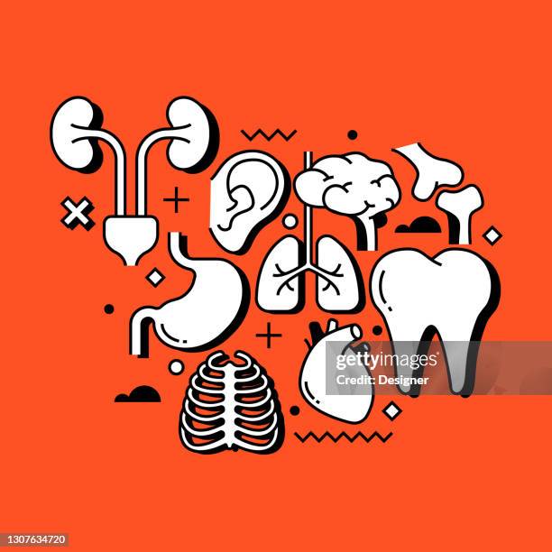 human organs related line design style web banner - human stomach internal organ stock illustrations