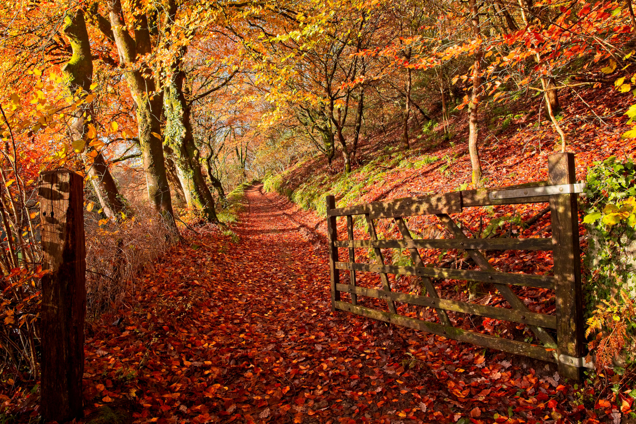 autumn leaves uk