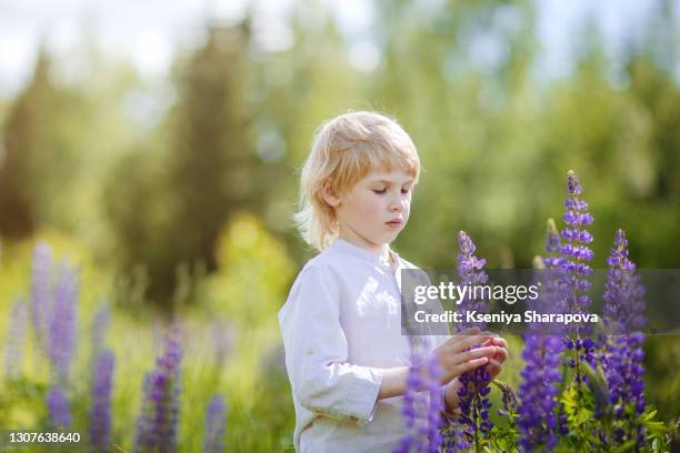 a happy boy collects a bunch of lupins in a field - stock photo - lupin stock pictures, royalty-free photos & images