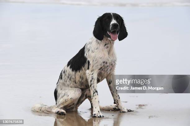 English Springer spaniels on the beach at Lennox Head, New South Wales on March 11, 2021 in Lennox Head, Australia. Truffle and Twilget play in the...