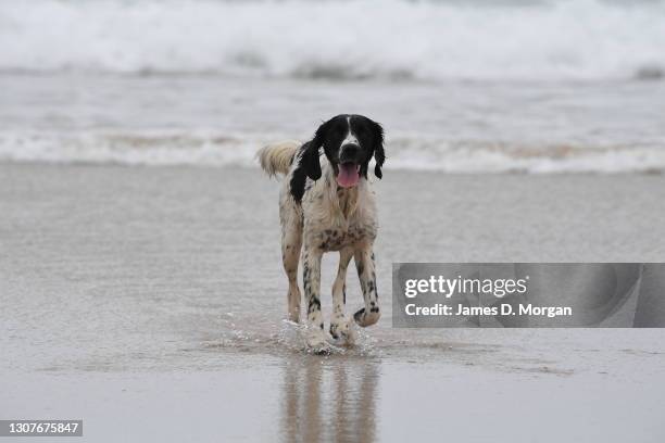 English Springer spaniels on the beach at Lennox Head, New South Wales on March 11, 2021 in Lennox Head, Australia. Truffle and Twilget play in the...