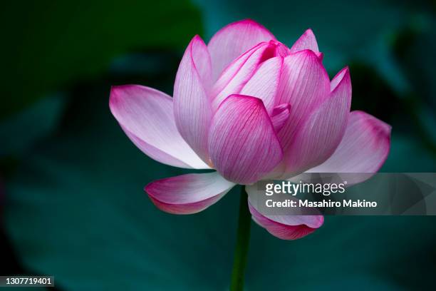 lotus flower - lotus petal stock pictures, royalty-free photos & images