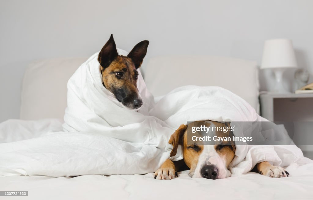 Two sleepy and funny dogs wrapped in white blankets in a bedroom