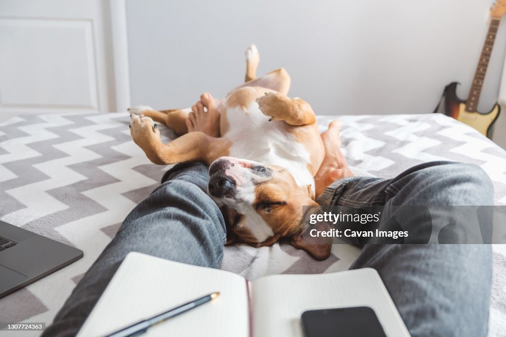 Working from home, domestic life with dogs