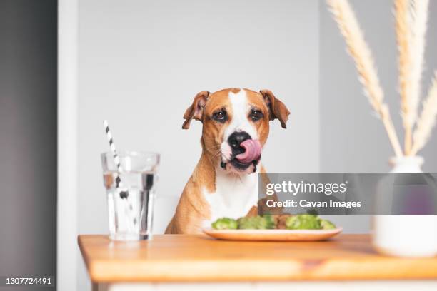 hungry dog at the kitchen table, licking tongue. pet nutrition, - licking lips stock pictures, royalty-free photos & images