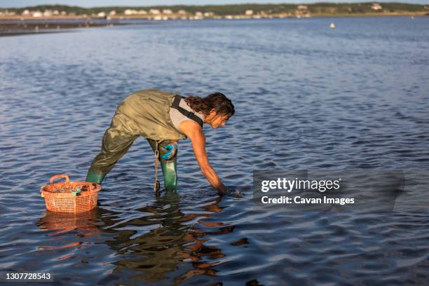 female oyster picker harvesting oysters in water in wellfleet, ma - wellfleet stock pictures, royalty-free photos & images