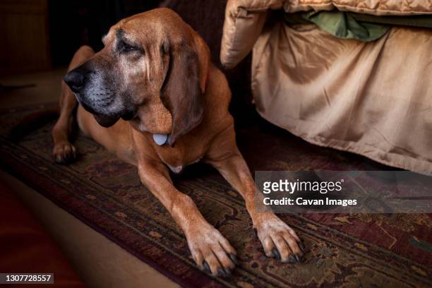 old bloodhound dog lying on a carpet and looking off camera. - bloedhond stockfoto's en -beelden
