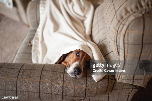 hound dog resting under a blanket on a chair at home - basset stock-fotos und bilder