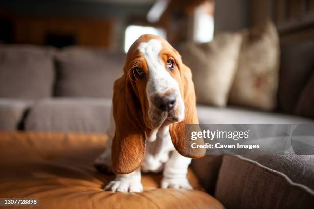 basset hound puppy dog sits on couch at home with cute expression - linda bassett - fotografias e filmes do acervo