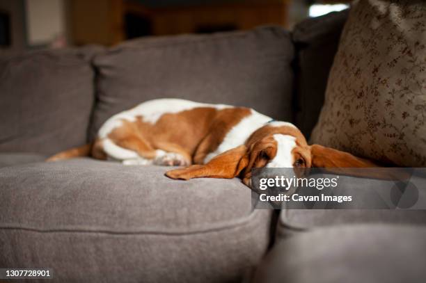 basset hound puppy with long ears sleeps on couch at home - linda bassett - fotografias e filmes do acervo